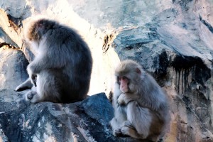 -shared-img-thumb-SHI85_orekaisyayameyoutoomotteru_TP_V